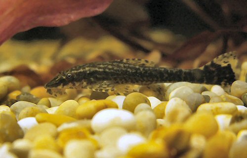 Hisonotus leucofrenatus